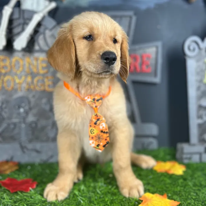 Male Golden Retriever puppy named Toffee for sale at Puppy Dreams - Mansfield.