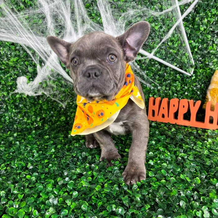 Male French Bulldog puppy named Diesel for sale at Puppy Dreams - North Richland Hills.