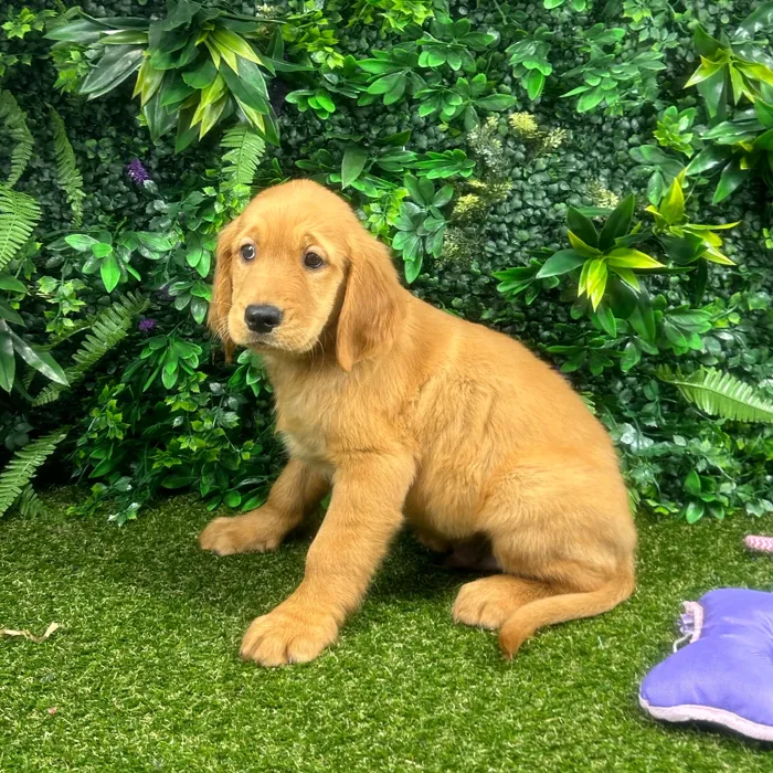 Male Golden Retriever puppy named Clifford for sale at Puppy Dreams - Parks Mall.