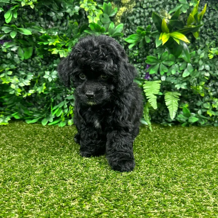 Female Cockapoo puppy named Daisy for sale at Puppy Dreams - Parks Mall.