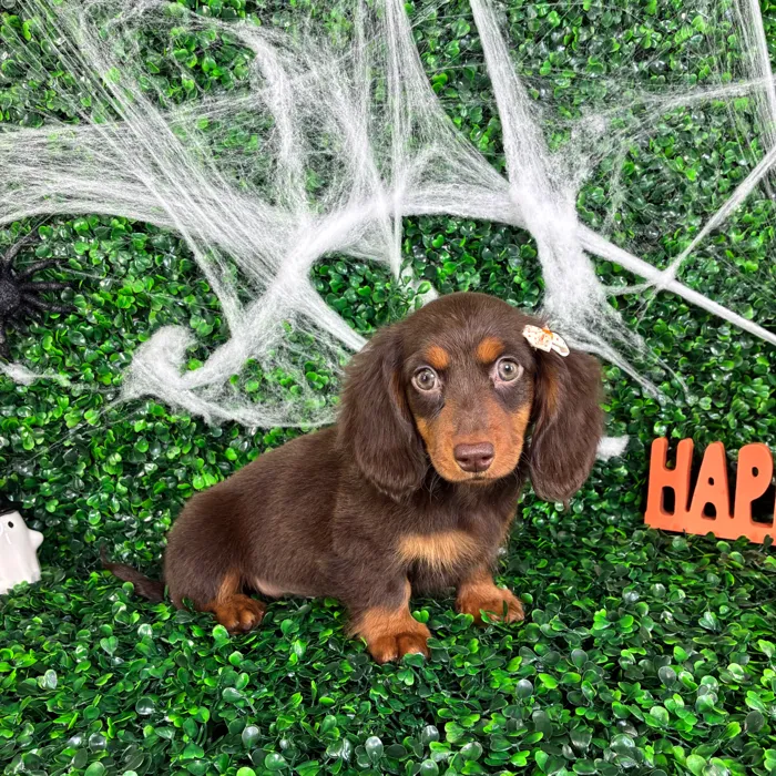 Female Dachshund puppy named Connie for sale at Puppy Dreams - North Richland Hills.