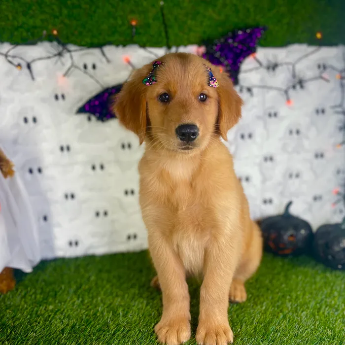 Female Golden Retriever puppy named Juliet for sale at Puppy Dreams - Carrollton.