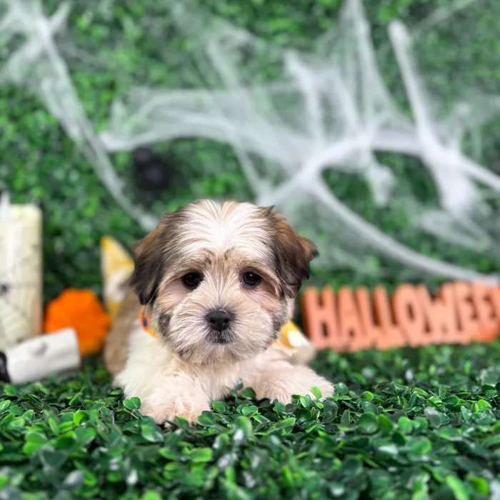 Male Havashu puppy named Tom for sale at Puppy Dreams - North Richland Hills.