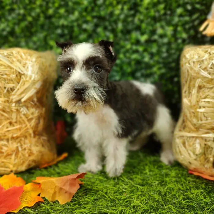Female Mini Schnauzer puppy named Cumbia for sale at Puppy Dreams - Mansfield.