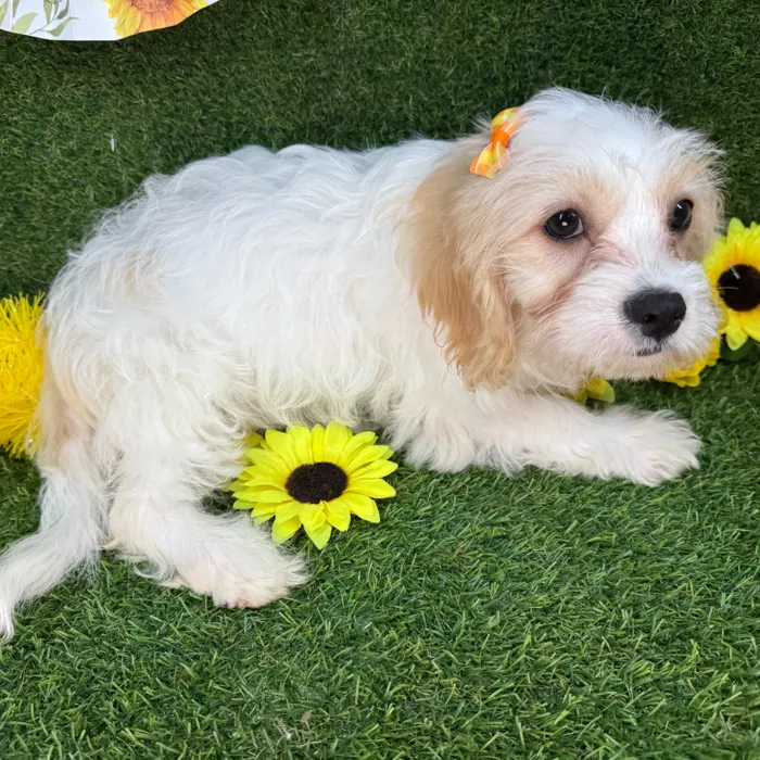 Female Cavachon puppy named Boba for sale at Puppy Dreams - Arlington.
