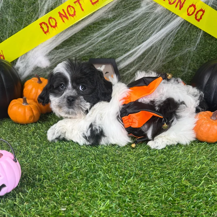 Female Teddy Bear puppy named Cookie for sale at Puppy Dreams - Arlington.