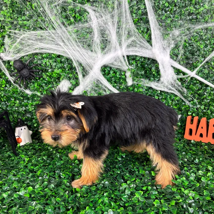Female Yorkie puppy named Judy for sale at Puppy Dreams - North Richland Hills.