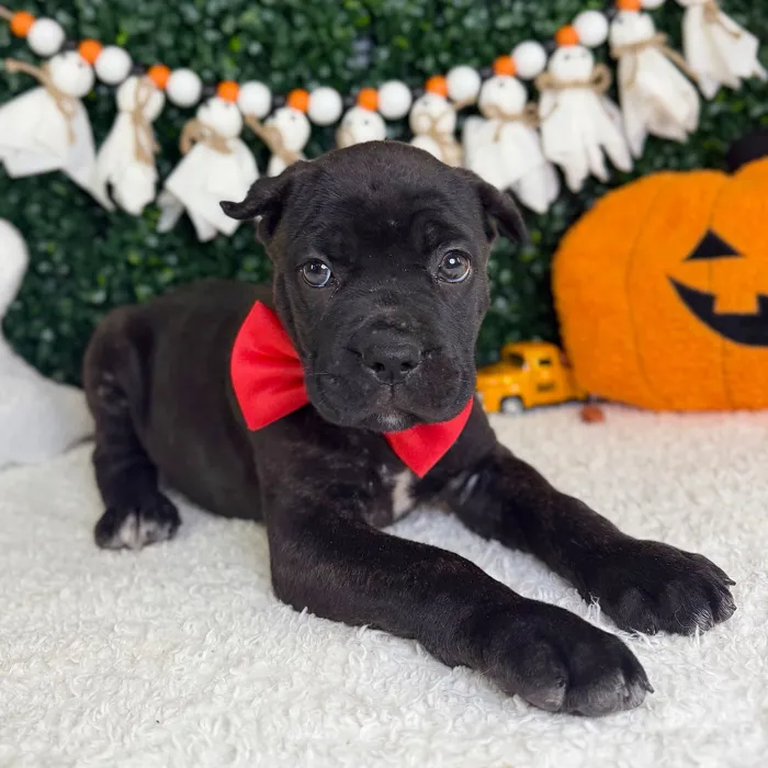 Male Cane Corso puppy named Venom for sale at Puppy Dreams - Garland.