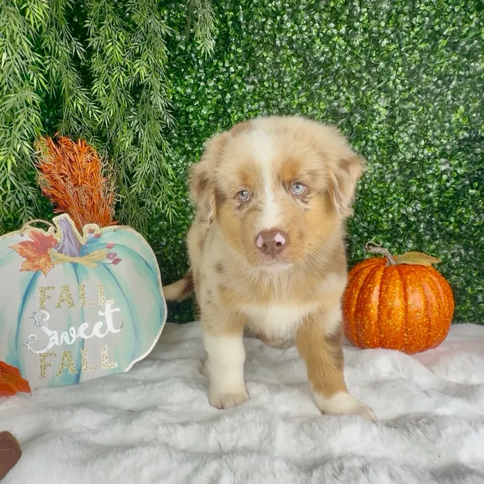 Male Mini Aussie puppy named Hunter for sale at Puppy Dreams - Denton.