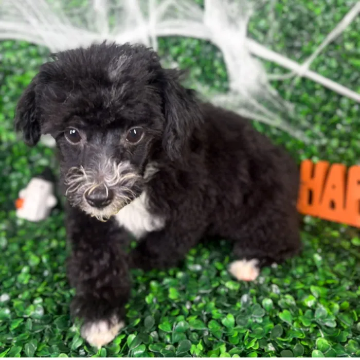 Male Toy Poodle puppy named Rocky for sale at Puppy Dreams - North Richland Hills.