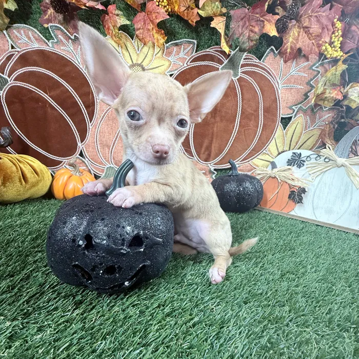 Male Chihuahua puppy named Tito for sale at Puppy Dreams - Carrollton.