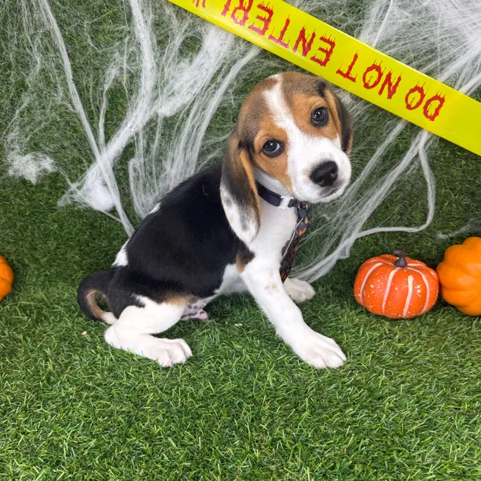 Male Beagle puppy named River for sale at Puppy Dreams - Arlington.