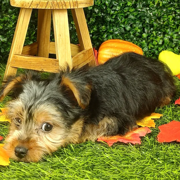 Male Yorkie puppy named *Frodo* for sale at Puppy Dreams - Mansfield.