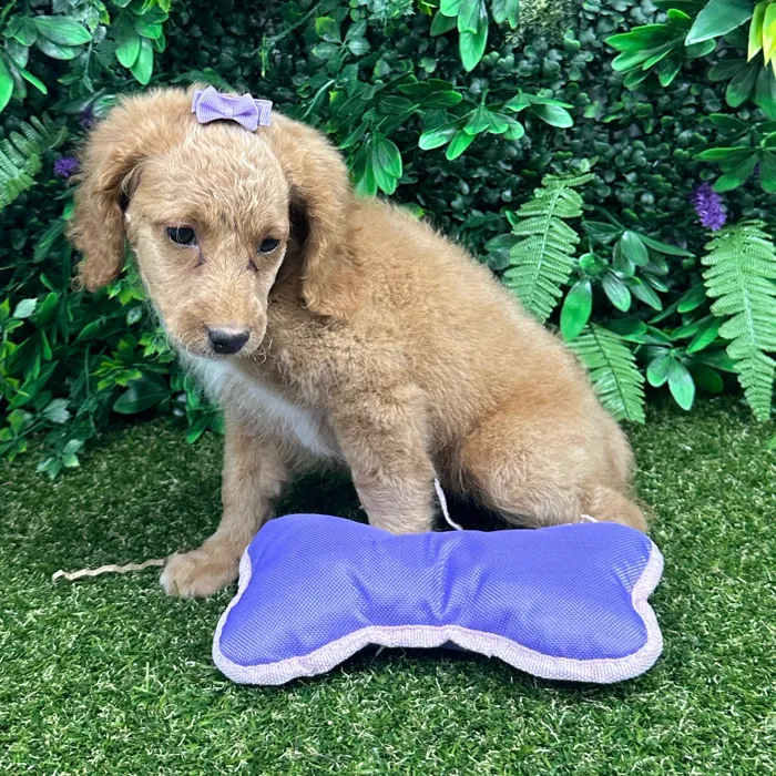 Female Mini Goldendoodle puppy named Kitsune for sale at Puppy Dreams - Parks Mall.