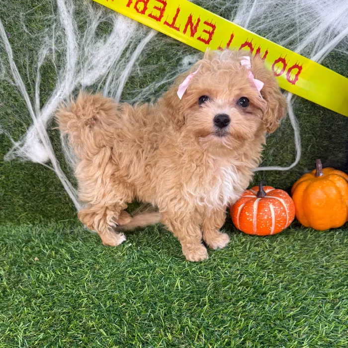 Female Maltipoo puppy named Cuddles for sale at Puppy Dreams - Arlington.