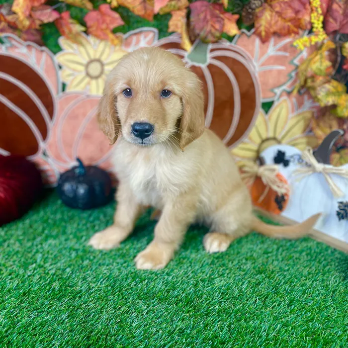 Male Golden Retriever puppy named Cooper for sale at Puppy Dreams - Carrollton.
