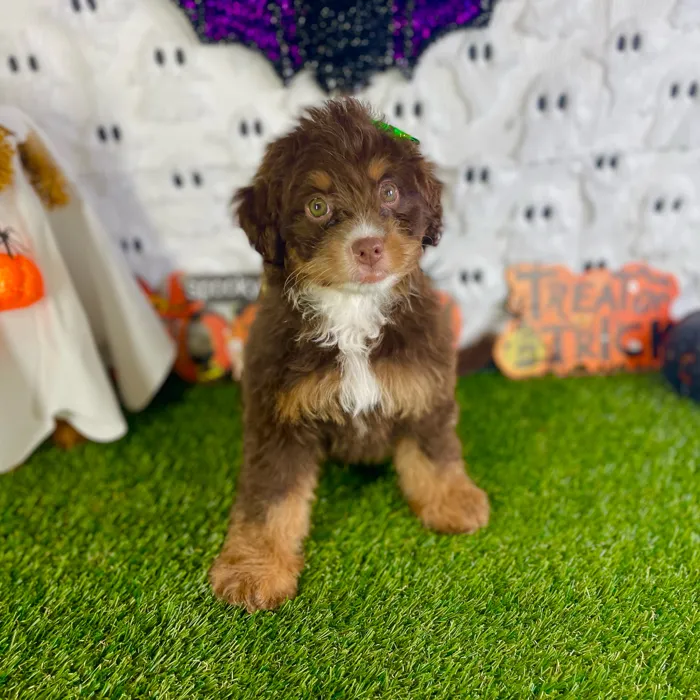 Female Bernedoodle Mini puppy named Sage for sale at Puppy Dreams - Carrollton.