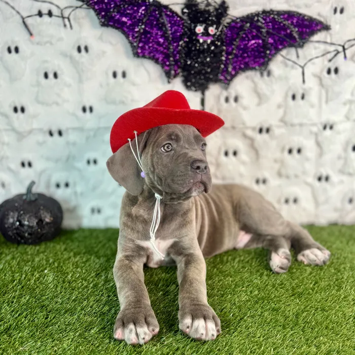 Male Cane Corso puppy named Slate for sale at Puppy Dreams - Carrollton.