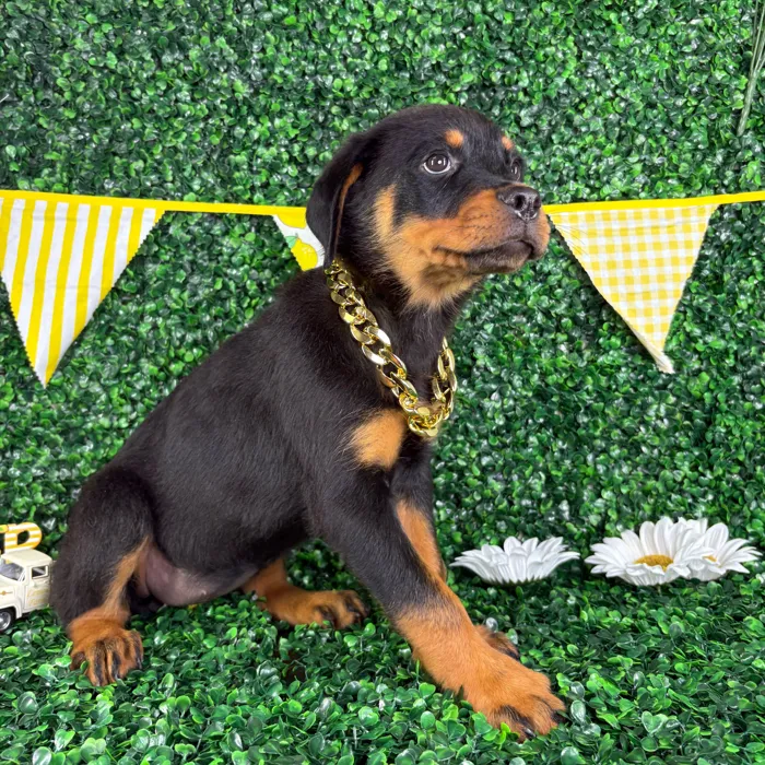 Female Rottweiler puppy named Cleo for sale at Puppy Dreams - North Richland Hills.