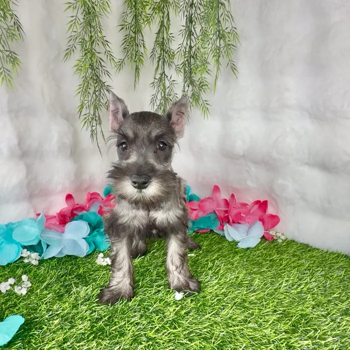 Female Mini Schnauzer puppy named Sundae for sale at Puppy Dreams - Denton.