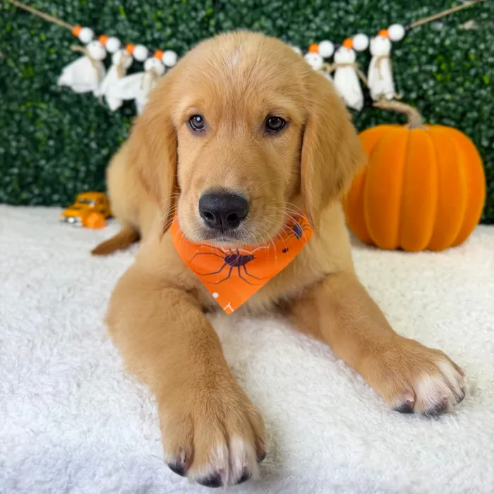 Male Golden Retriever puppy named Leo for sale at Puppy Dreams - Garland.