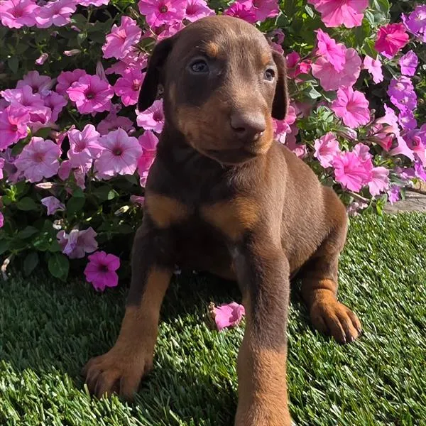 Male Doberman Pinscher puppy named Onyx for sale at Puppy Dreams - Garland.