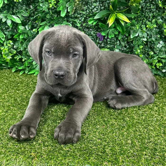 Male Cane Corso puppy named Atlas for sale at Puppy Dreams - Parks Mall.