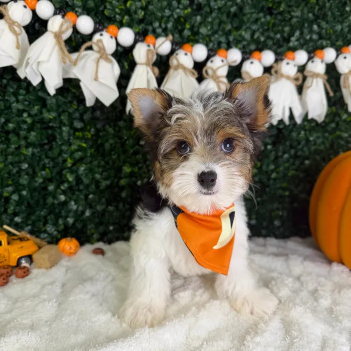 Male Yorkie puppy named Bluey for sale at Puppy Dreams - Garland.