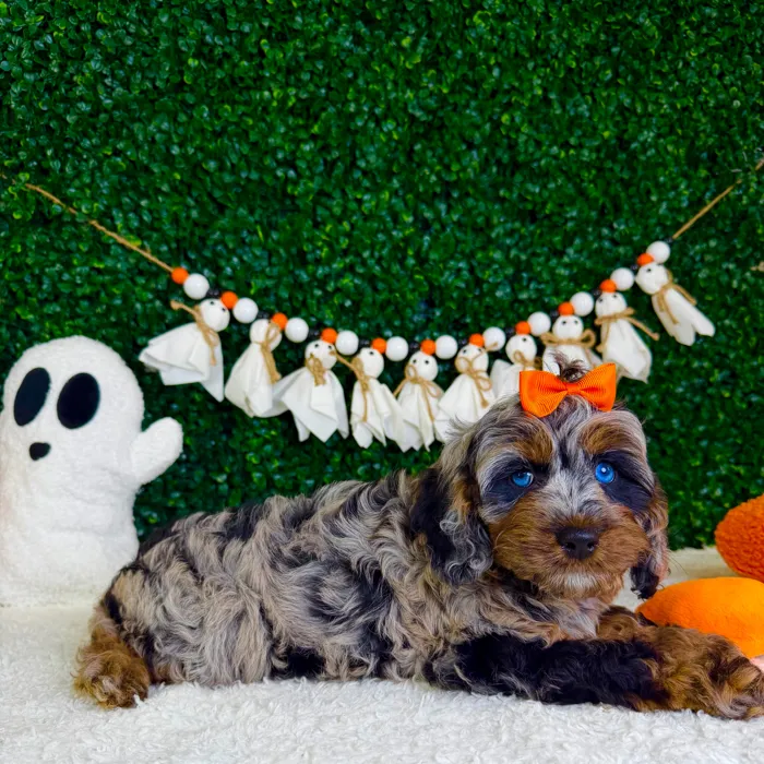 Female Cockapoo puppy named Mary for sale at Puppy Dreams - Garland.