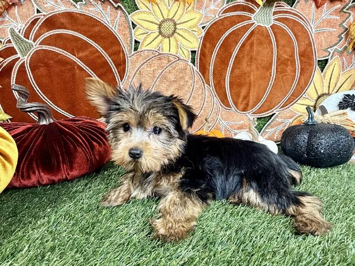 Female Yorkie puppy named Twix for sale at Puppy Dreams - Carrollton.