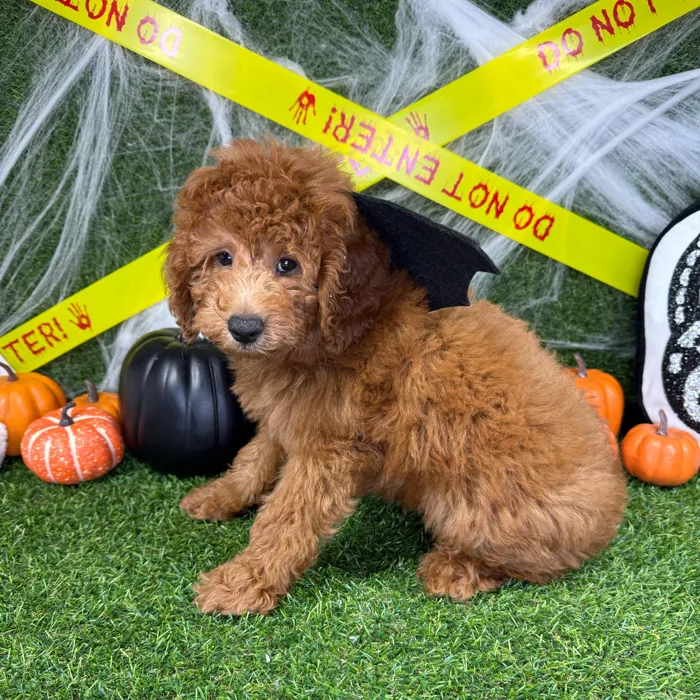 Male Mini Goldendoodle puppy named Gobblin for sale at Puppy Dreams - Arlington.