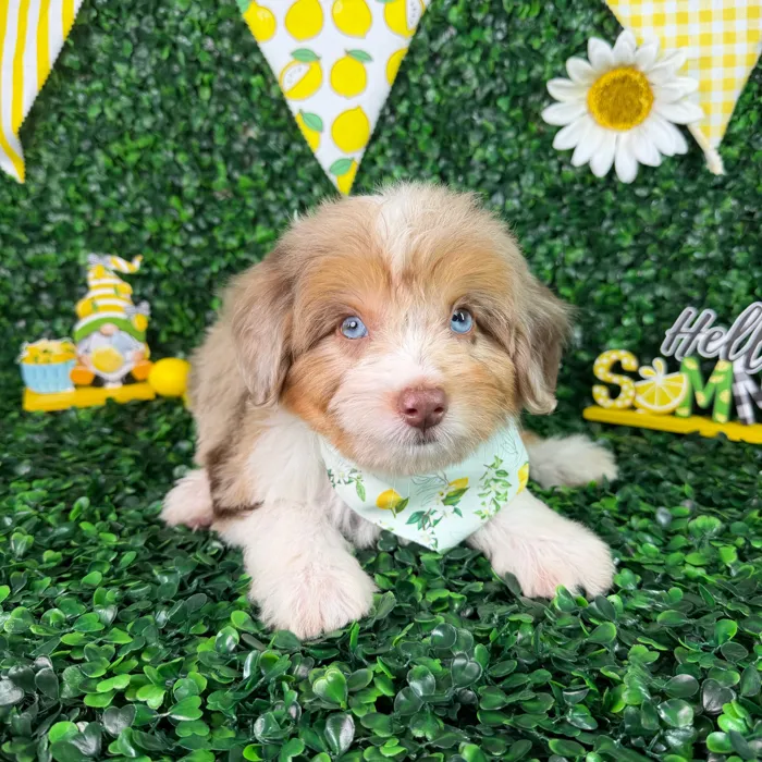 Male Mini Aussiedoodle puppy named Max for sale at Puppy Dreams - North Richland Hills.