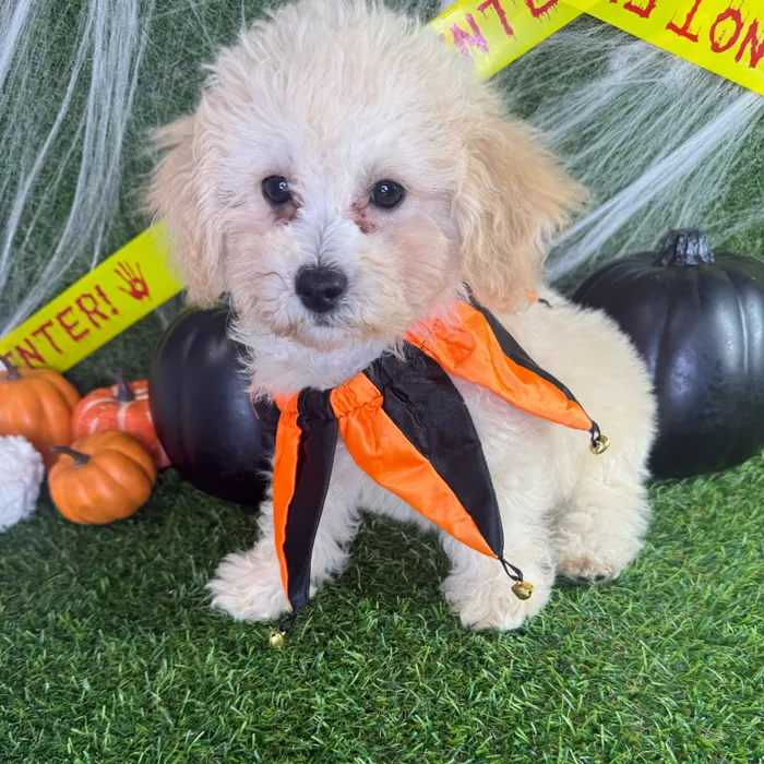 Male Bichapoo puppy named Web for sale at Puppy Dreams - Arlington.
