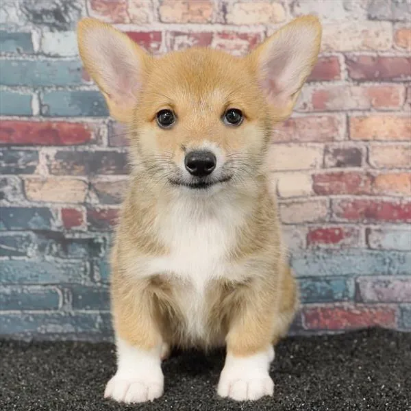 Female Pembroke Welsh Corgi puppy named Hope for sale at Puppy Dreams - Parks Mall.