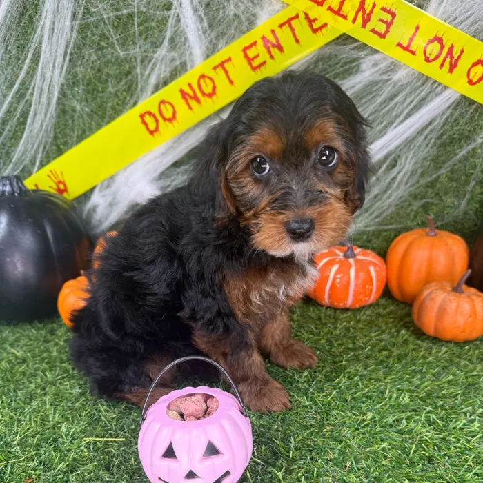 Female Yorkie-Poo puppy named Twiggy for sale at Puppy Dreams - Arlington.