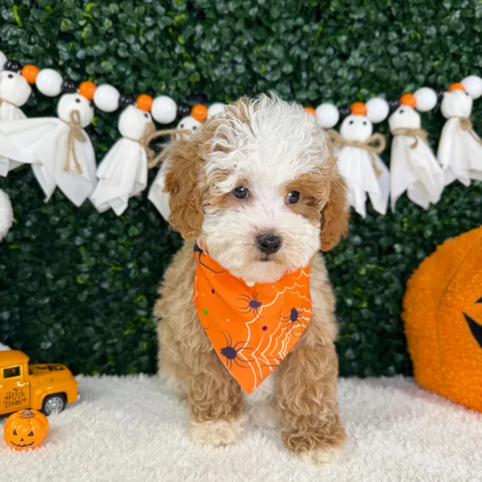 Male Mini Poodle puppy named Toby for sale at Puppy Dreams - Garland.