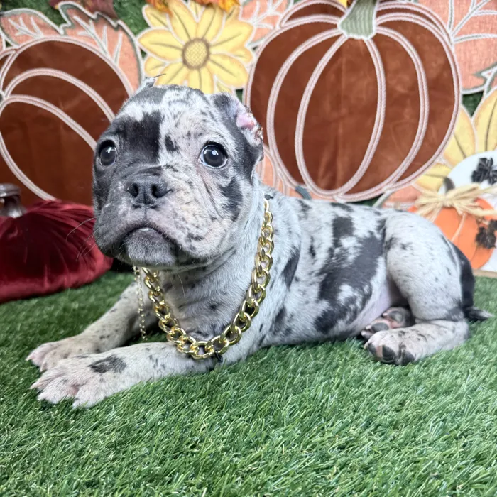 Male American Bully puppy named Oreo for sale at Puppy Dreams - Denton.