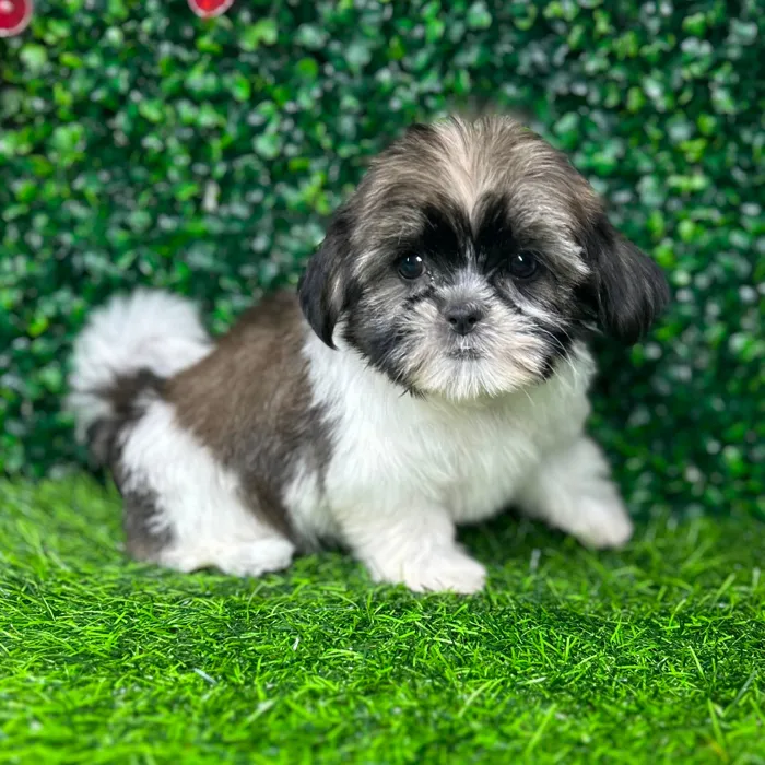 Female Teddy Bear puppy named *Margaret* for sale at Puppy Dreams - Mansfield.