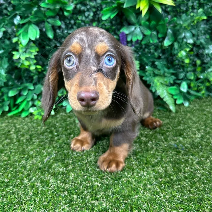 Male Dachshund puppy named Woody for sale at Puppy Dreams - Parks Mall.
