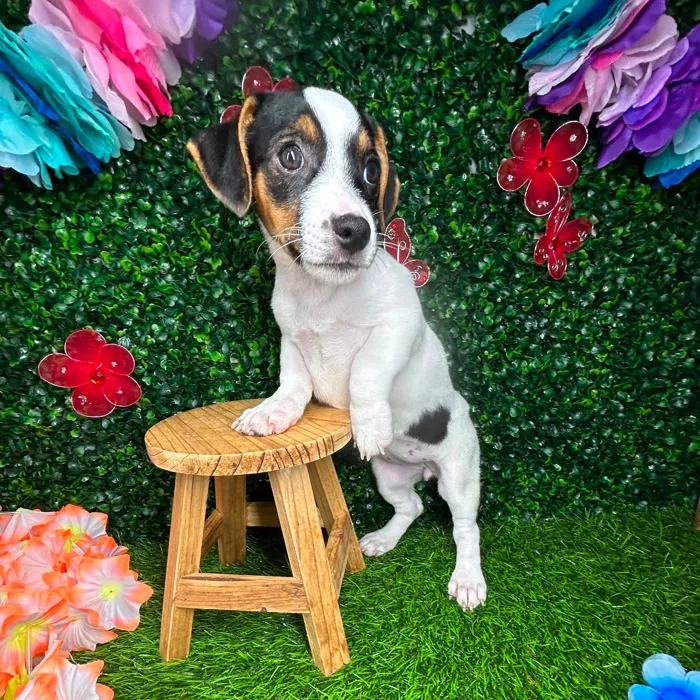 Female Jack Russell Terrier puppy named *Holly* for sale at Puppy Dreams - Mansfield.