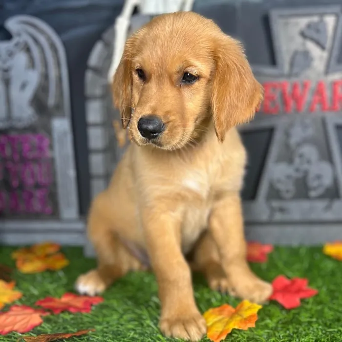Female Golden Retriever puppy named Caramel for sale at Puppy Dreams - Mansfield.