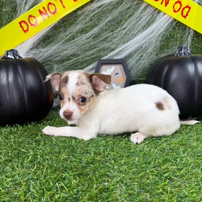 Female Chihuahua puppy named Boo for sale at Puppy Dreams - Arlington.