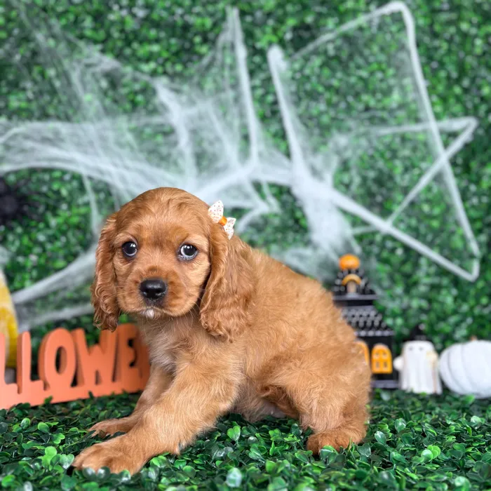 Female Cavalier King Charles Spaniel puppy named Binx for sale at Puppy Dreams - North Richland Hills.