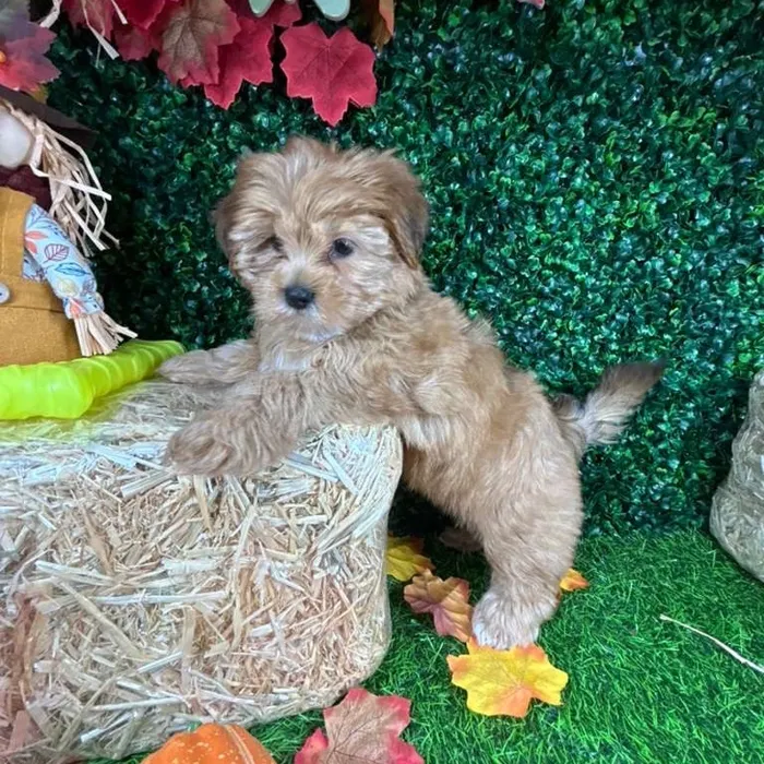 Female Shorkie puppy named Sunchips for sale at Puppy Dreams - Mansfield.