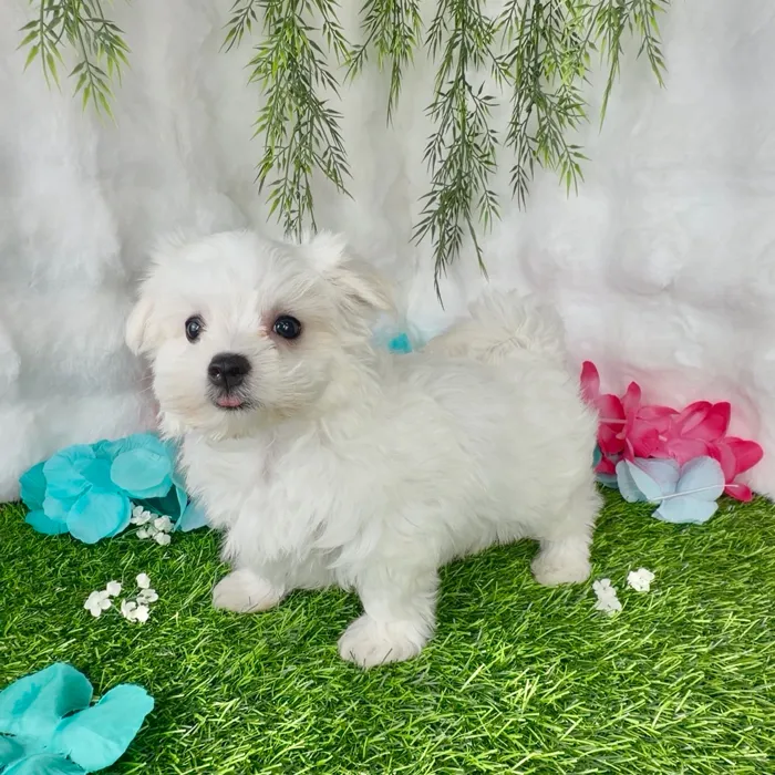 Female Maltese puppy named Gelato for sale at Puppy Dreams - Denton.