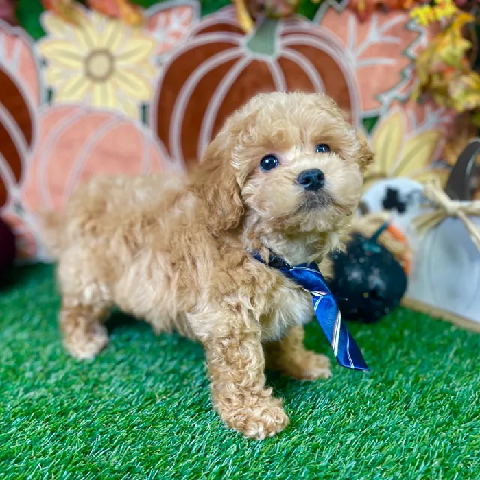 Male Cockapoo puppy named Benji for sale at Puppy Dreams - Carrollton.