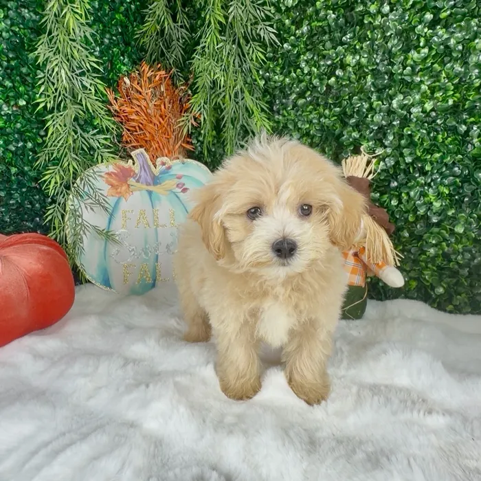 Female Maltipoo puppy named Spice for sale at Puppy Dreams - Denton.