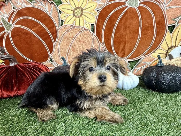 Male Yorkie puppy named Brownie for sale at Puppy Dreams - Carrollton.