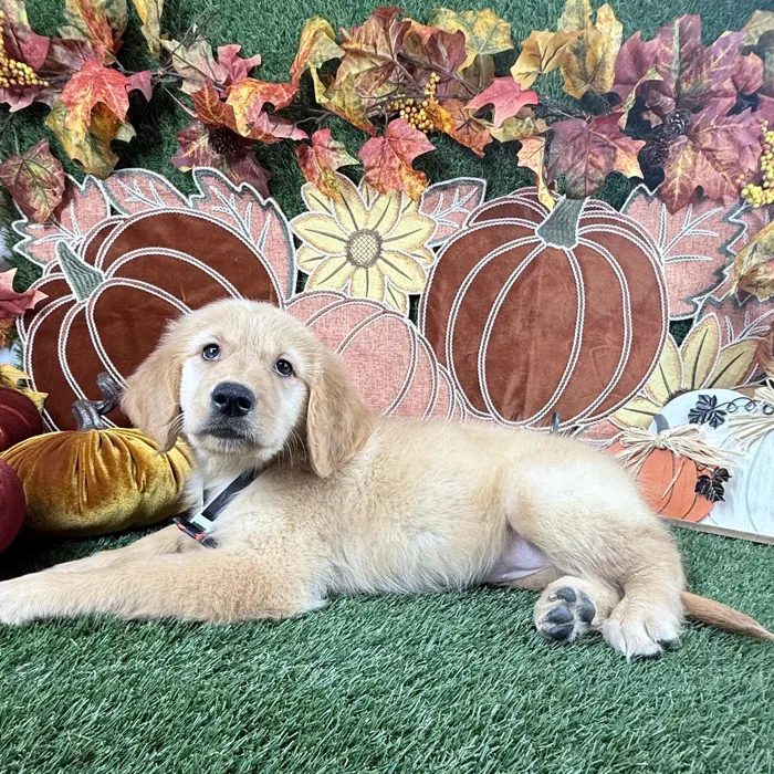 Female Golden Retriever puppy named Paisley for sale at Puppy Dreams - Carrollton.