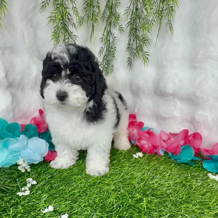 Male Bernedoodle puppy named Frito for sale at Puppy Dreams - Denton.